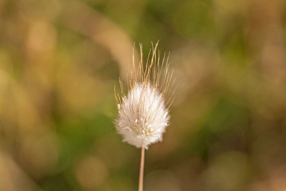 Field plant nature