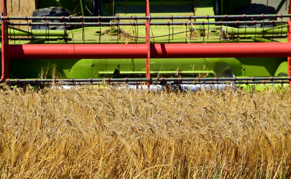 Cornfield field summer
