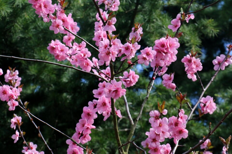Branches tree nature