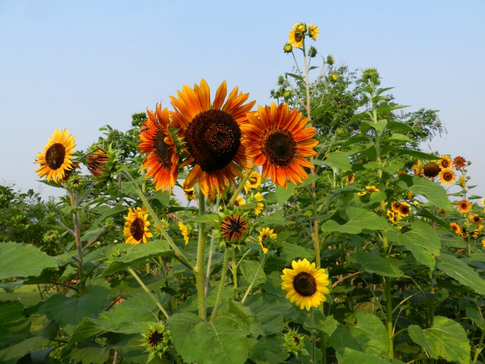 Flower summer flower garden