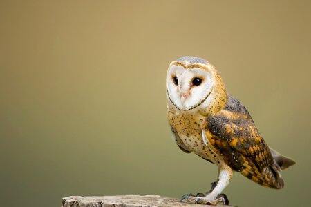 Owl avian bird