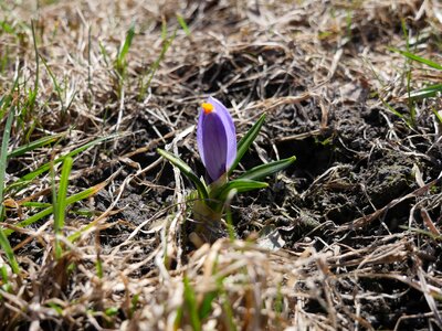 Crocus bud sunny