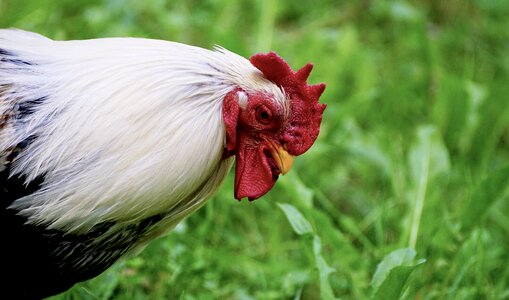 Cockscomb plumage poultry