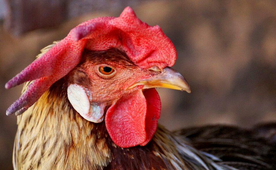 Cockscomb plumage poultry