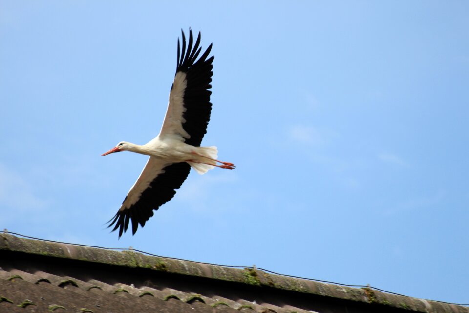 Switzerland nature stork