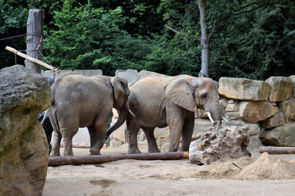 Zoo pachyderm elephant boy