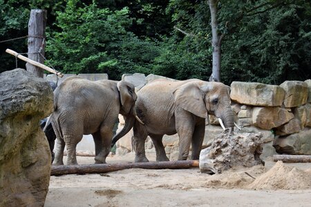 Zoo pachyderm elephant boy