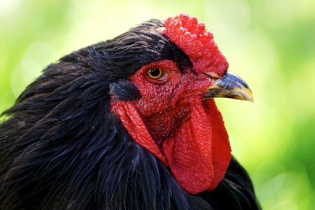 Plumage poultry animal