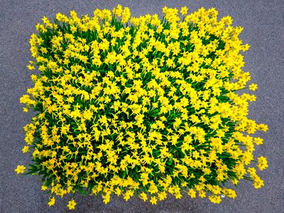 Yellow spring blossom