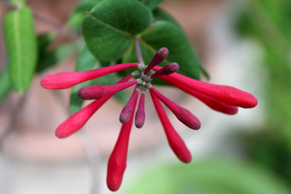 Flower garden runner plant