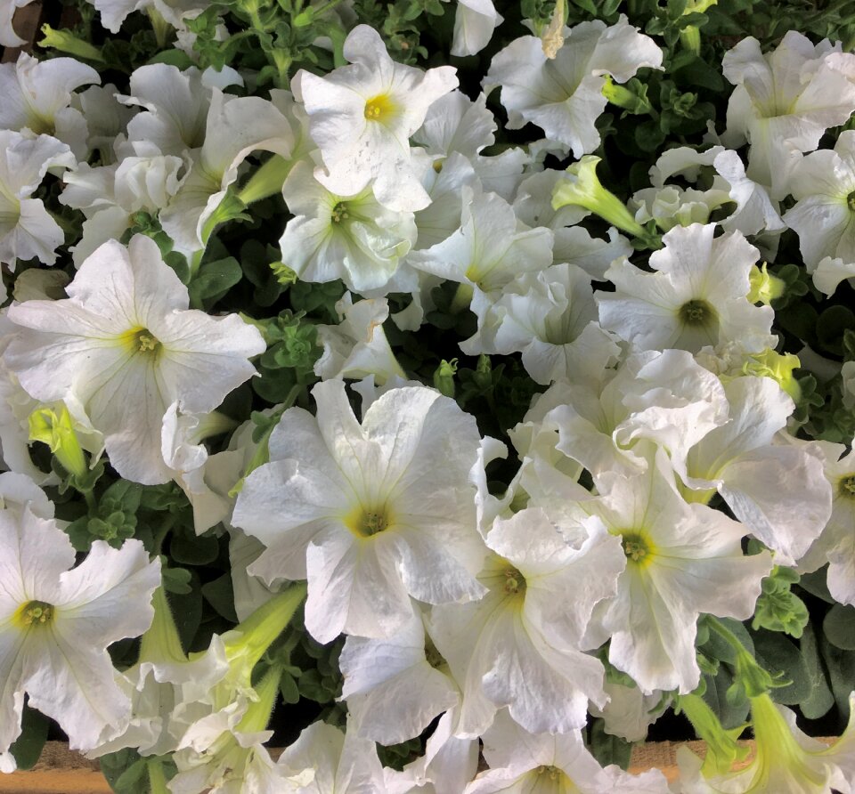 Nature white flowers