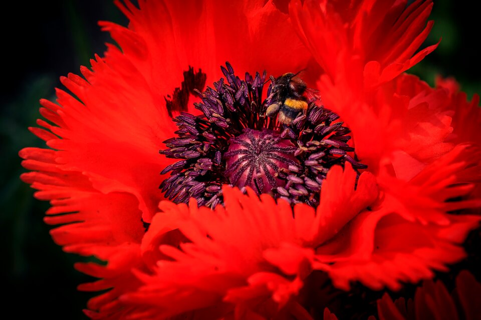 Animal world close up pollen