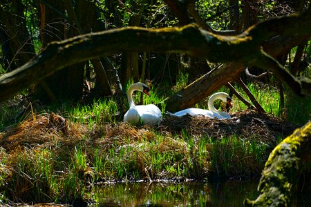Swans swan's nest tree