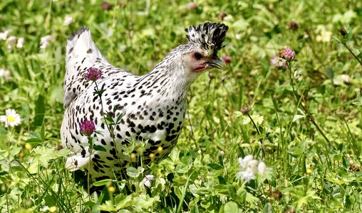 Meadow chicken spring bonnet
