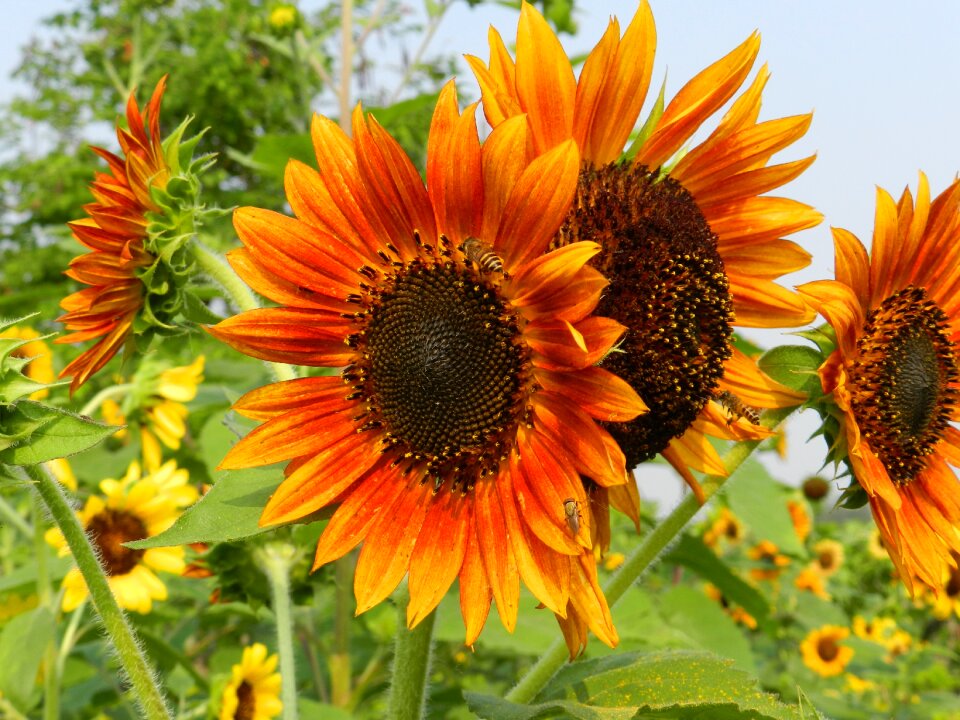 Garden field nature