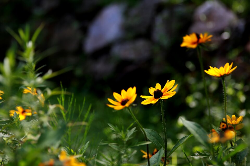 Flowers yellow flower flower gardens