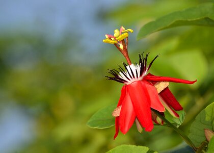 Nature spring floral