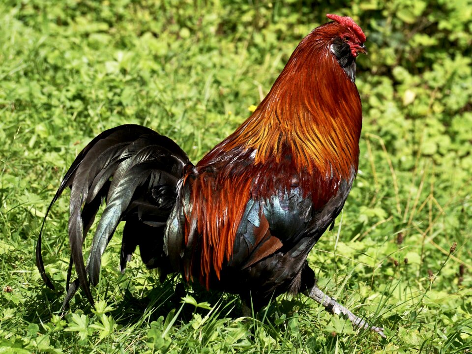 Cockscomb plumage poultry