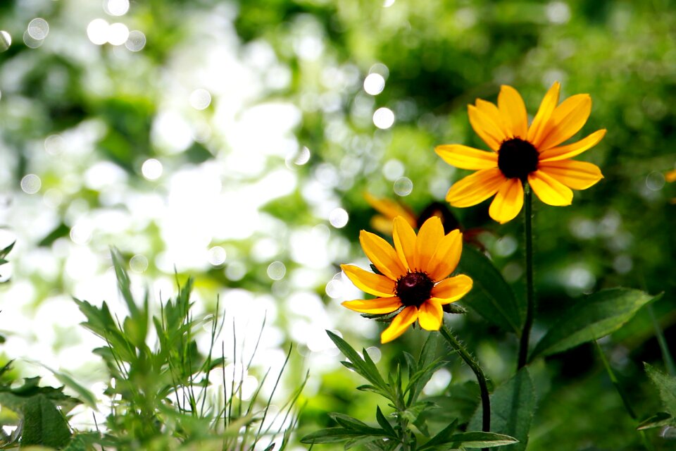 Pond flowers yellow flower
