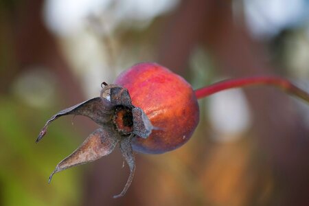 Close up autumn landscape photo