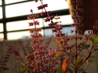 Holy basil basil herbs