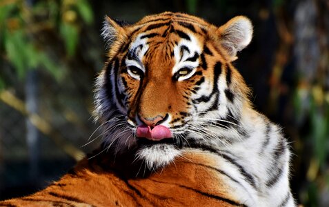 Wildcat tiger head tongue photo