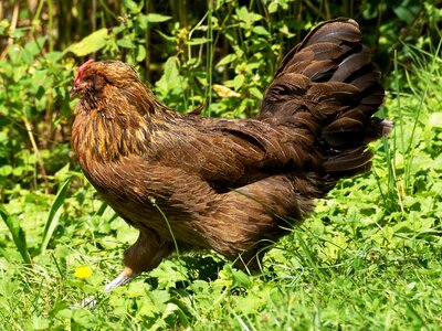 Poultry bill pinnate photo