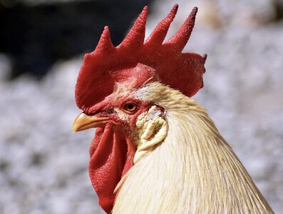 Cockscomb plumage poultry