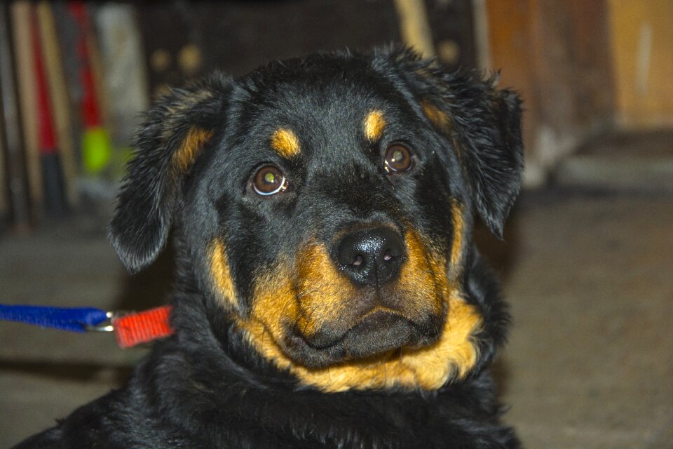 Portrait pets animals