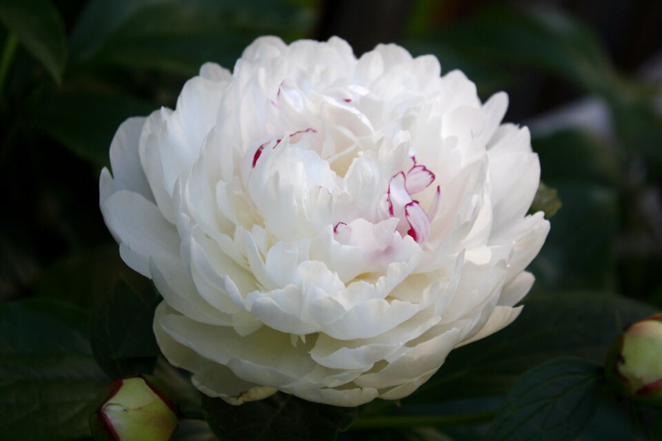 Rose carnation spring