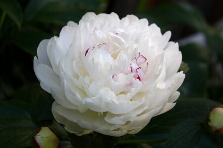 Rose carnation spring photo