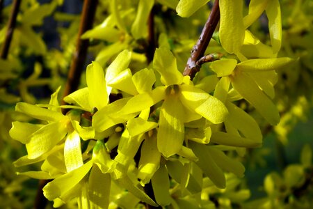 Branch flower forsythia