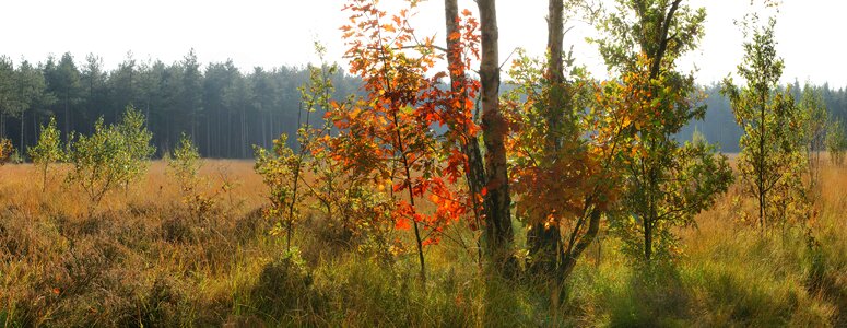 Landscape fall autumn