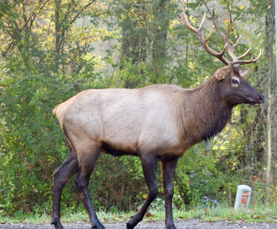Wildlife animal truck