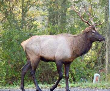 Wildlife animal truck