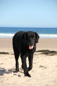 Dog beach sea