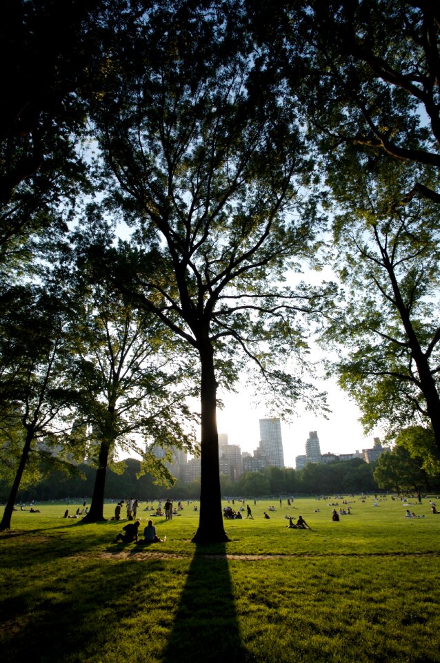 Trees park building