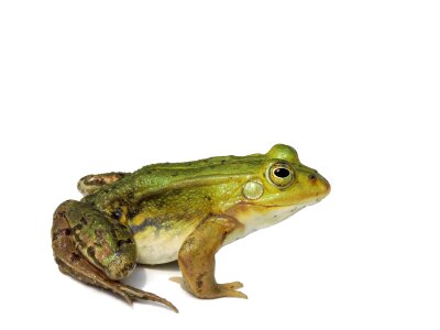 Frog pond water frog amphibian