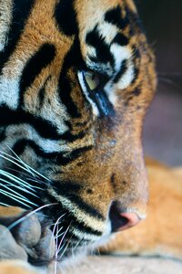 Animal mammal tiger