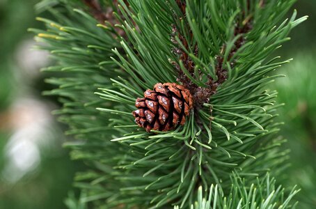 Oil coniferous needles photo