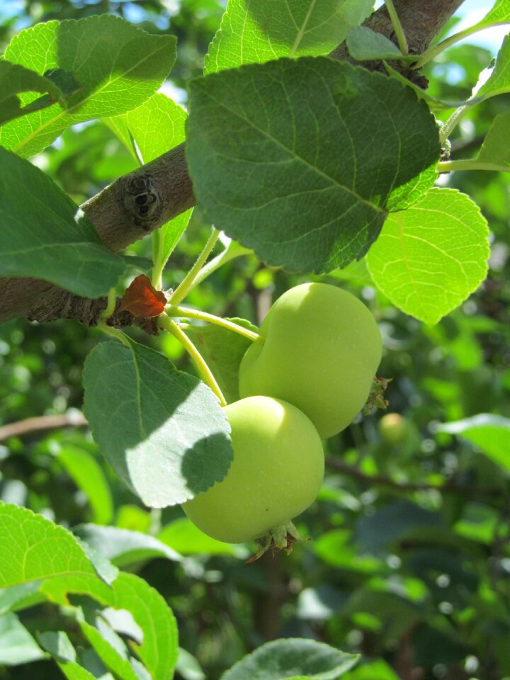 Fruit apples green leaves