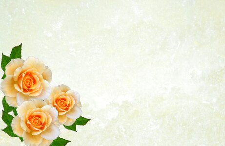 Pink flowers decoration