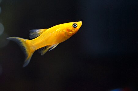 Fishy gold molly gold