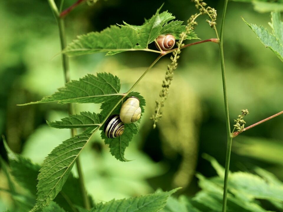 Shell slimy land snail