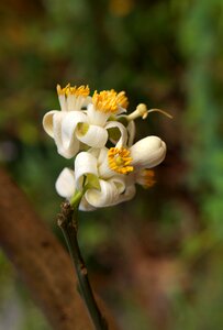 Grapefruit bunches of flowers white flowers