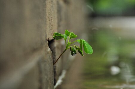 The walls of the root rainy day vitality
