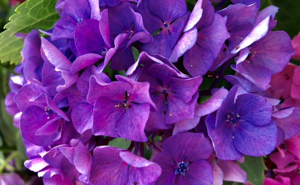 Floral garden summer