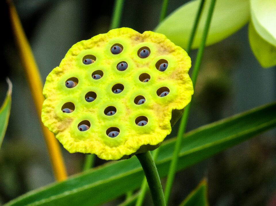 Seeds lotus blossom pond