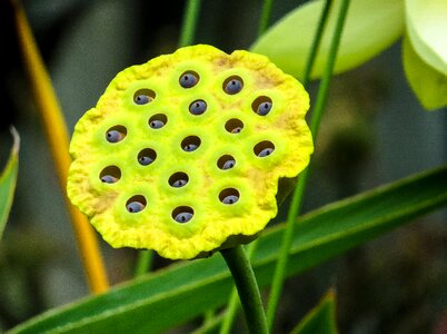 Seeds lotus blossom pond