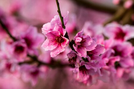 Nature petal flowering